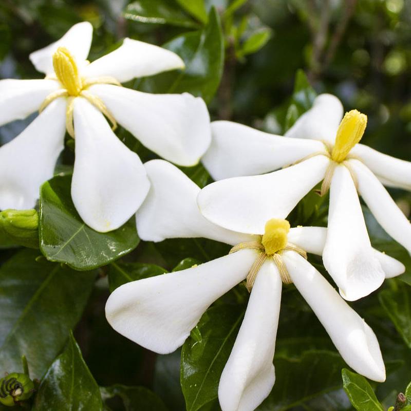 大きく白い花弁を咲かせるクチナシの花：知って得する！？お花や観葉植物を贈る時の役立つアレコレ情報 ビジネスフラワー