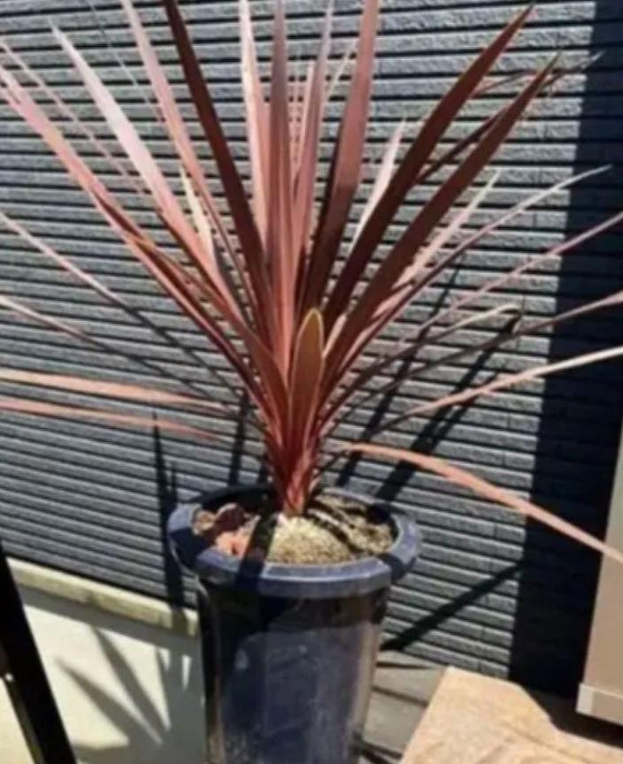 ⭐️大きめ⭐️Cordyline　Red　Star　※とても綺麗な樹形です♦︎