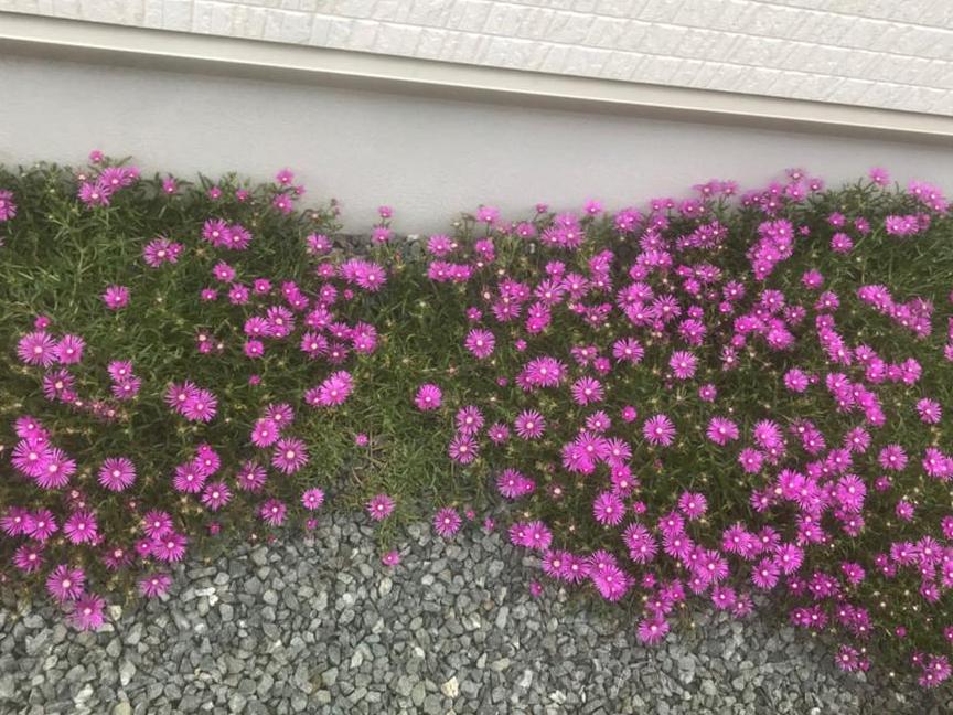 ⭐︎松葉菊　カット苗（多肉植物）