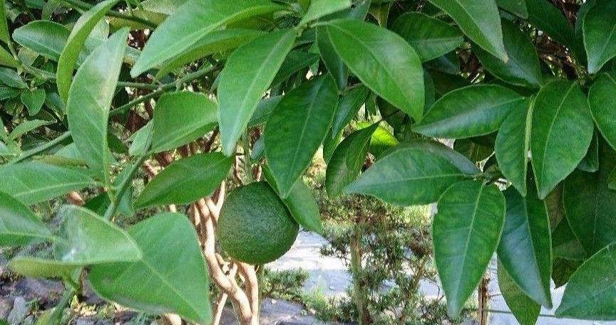 夏みかんの葉　80枚　葉　アゲハ　虫　みかん　葉　餌