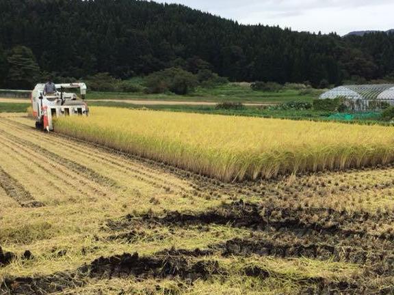 新潟県黒川産こしひかり自然米玄米　3kg　送料込